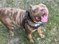 Cookie Bear , a female American Bully for sale in Deland, FL – 1 of 7
