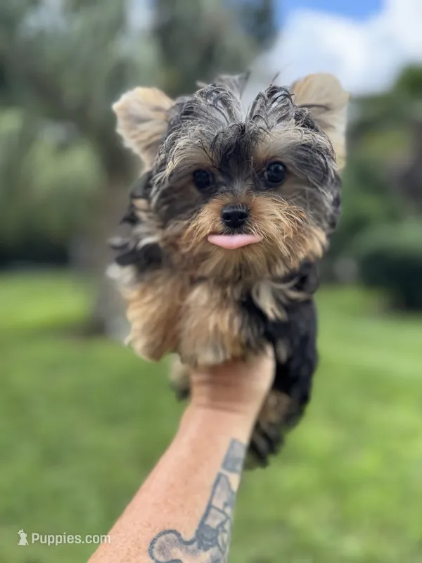 Blaze  – Yorkshire Terrier puppy for sale in Deland, FL