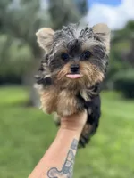 Blaze , a male Yorkshire Terrier for sale in Deland, FL – 1 of 7