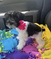 Paisley , a female Miniature Schnauzer for sale in Deland, FL – 2 of 6
