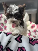 Petite Petey, a male Yorkshire Terrier for sale in Deland, FL – 9 of 9