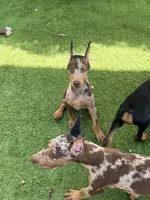 Miss Bling , a female Doberman Pinscher for sale in Deland, FL – 5 of 9
