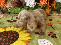 Pixie, a female Miniature Dachshund for sale in Deland, FL – 8 of 10