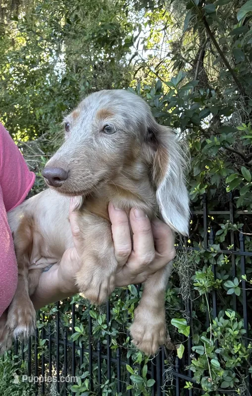 Pixie – Miniature Dachshund puppy for sale in Deland, FL