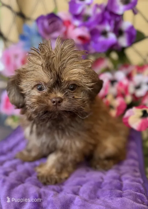 Tiny Chocolate Chips  – Shih Tzu, Shorkie puppy for sale in Deland, FL