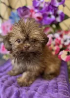 Wicket , a male Shih Tzu and Shorkie for sale in Deland, FL – Photo 6 of 10