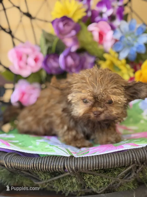 Wicket  – Shih Tzu, Shorkie puppy for sale in Deland, FL
