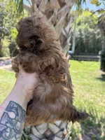 Chocolate Chip, a male Shih Tzu for sale in Deland, FL – Photo 4 of 5