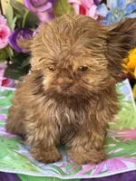 Wicket , a male Shih Tzu and Shorkie for sale in Deland, FL – Photo 10 of 10