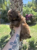 Chocolate Chip, a male Shih Tzu for sale in Deland, FL – Photo 2 of 5