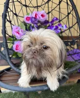 Tiny Chocolate Chips , a male Shih Tzu and Shorkie for sale in Deland, FL – Photo 7 of 7