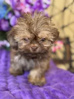 Wicket , a male Shih Tzu and Shorkie for sale in Deland, FL – Photo 7 of 10