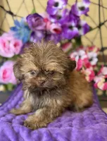 Wicket , a male Shih Tzu and Shorkie for sale in Deland, FL – Photo 8 of 10