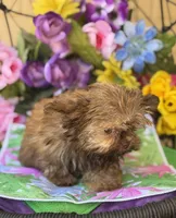 Wicket , a male Shih Tzu and Shorkie for sale in Deland, FL – Photo 9 of 10