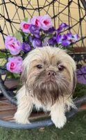 Tiny Chocolate Chips , a male Shih Tzu and Shorkie for sale in Deland, FL – Photo 6 of 7