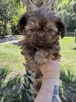 Chocolate Chip, a male Shih Tzu for sale in Deland, FL – Photo 3 of 5