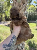 Chocolate Chip, a male Shih Tzu for sale in Deland, FL – Photo 5 of 5
