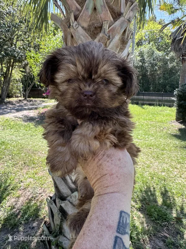 Chocolate Chip – Shih Tzu puppy for sale in Deland, FL