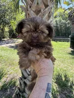 Chocolate Chip, a male Shih Tzu for sale in Deland, FL – Photo 1 of 5