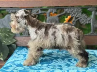 Freckles Toy Size , a female Miniature Schnauzer for sale in Deland, FL – 3 of 7