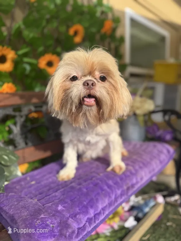 Wookie – Shih Tzu puppy for sale in Deland, FL