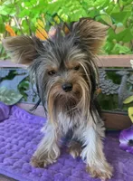 Blaze Tea Cup , a male Yorkshire Terrier for sale in Deland, FL – 10 of 10