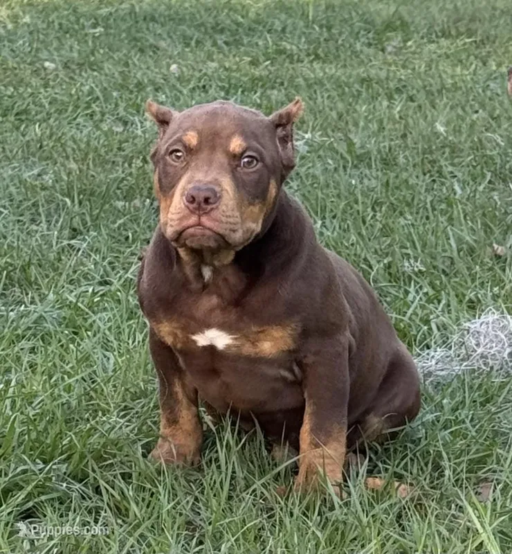 Cappi Pocket Bully  – American Bully puppy for sale in Deland, FL
