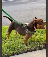 Cappi Pocket Bully , a male American Bully for sale in Deland, FL – Photo 7 of 8