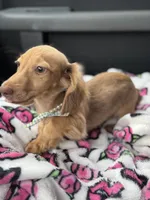Sweet Tooth, a female Miniature Dachshund for sale in Deland, FL – 5 of 6