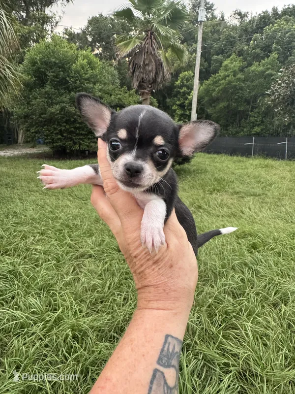 Pepa – Chihuahua puppy for sale in Deland, FL