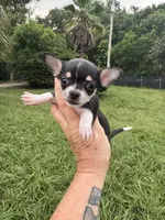 Pepa, a female Chihuahua for sale in Deland, FL – 1 of 4