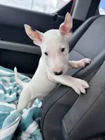Eggy Merle , a male Miniature Bull Terrier for sale in Deland, FL – 7 of 9