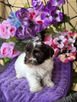 Petey, a male Yorkshire Terrier for sale in Deland, FL – Photo 7 of 7