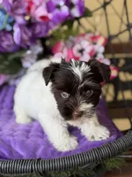 Petey, a male Yorkshire Terrier for sale in Deland, FL – Photo 6 of 7