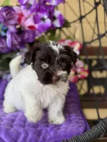 Petey, a male Yorkshire Terrier for sale in Deland, FL – Photo 3 of 7