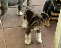 Petite Petey, a male Yorkshire Terrier for sale in Deland, FL – 6 of 9