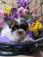 Petite Petey, a male Yorkshire Terrier for sale in Deland, FL – 3 of 9