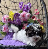 Petite Petey, a male Yorkshire Terrier for sale in Deland, FL – 7 of 9