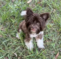 Petey, a male Yorkshire Terrier for sale in Deland, FL – Photo 4 of 7