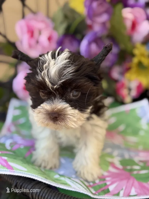 Petey – Yorkshire Terrier puppy for sale in Deland, FL