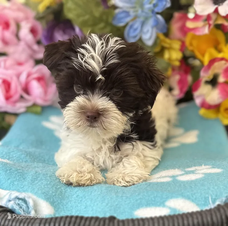 Petey – Yorkshire Terrier puppy for sale in Deland, FL