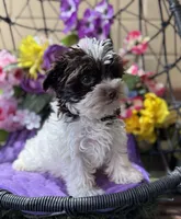 Petite Petey, a male Yorkshire Terrier for sale in Deland, FL – 5 of 9