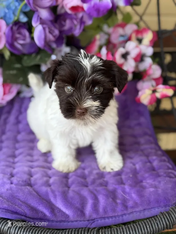 Petey – Yorkshire Terrier puppy for sale in Deland, FL