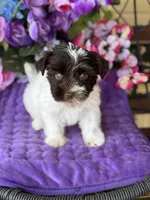 Petey, a male Yorkshire Terrier for sale in Deland, FL – Photo 1 of 7