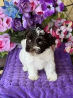 Petey, a male Yorkshire Terrier for sale in Deland, FL – Photo 5 of 7