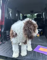 Charlie , a male Miniature Bernedoodle for sale in Deland, FL – 2 of 4