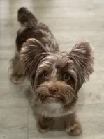 Cappi Jr , a male Yorkshire Terrier for sale in Deland, FL – 2 of 7