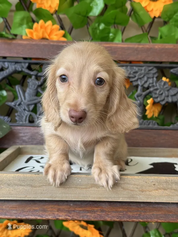 Stela – Miniature Dachshund puppy for sale in Deland, FL