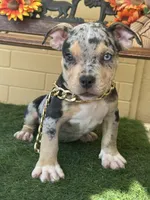 Hades 2.0, a male American Bully for sale in Deland, FL – Photo 4 of 10