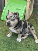 Hades 2.0, a male American Bully for sale in Deland, FL – Photo 9 of 10